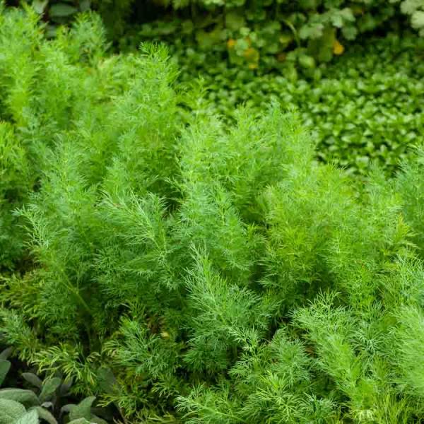 Aromatiques - Aneth Officinal - BIO - face recto